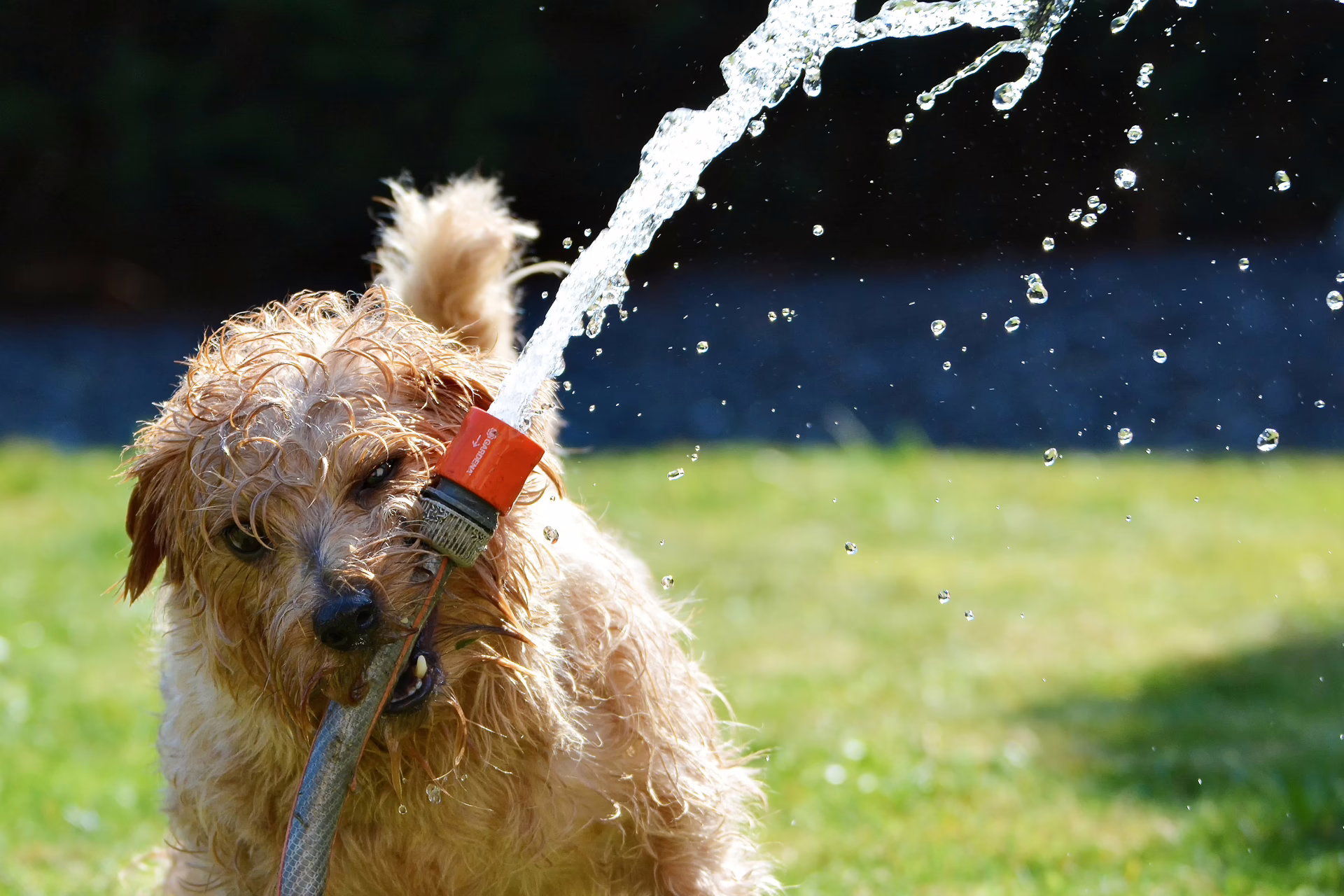 Pets and Plumbing: Keeping Your Furry Friends Safe During Home Repairs
